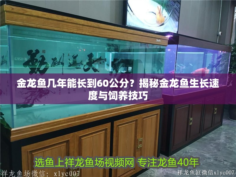 金龍魚幾年能長到60公分？揭秘金龍魚生長速度與飼養(yǎng)技巧