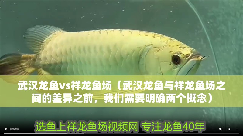 武漢龍魚vs祥龍魚場（武漢龍魚與祥龍魚場之間的差異之前，我們需要明確兩個概念） 武漢龍魚vs祥龍魚場（武漢龍魚與祥龍魚場之間的差異之前，我們需要明確兩個概念） 全國水族館企業名錄 第1張