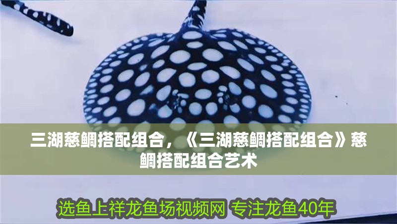 三湖慈鯛搭配組合,《三湖慈鯛搭配組合》慈鯛搭配組合藝術