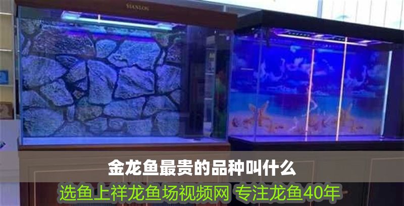 金龍魚最貴的品種叫什么