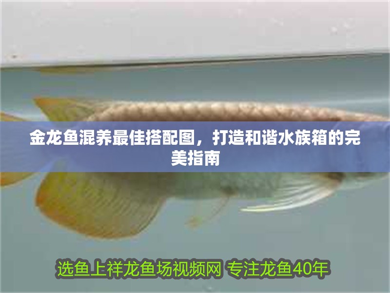 金龍魚混養最佳搭配圖，打造和諧水族箱的完美指南