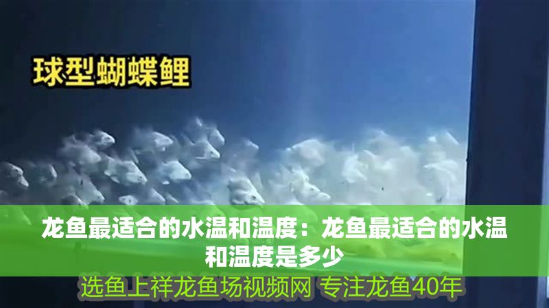 龍魚最適合的水溫和溫度：龍魚最適合的水溫和溫度是多少