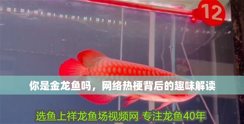 你是金龍魚嗎，網絡熱梗背后的趣味解讀
