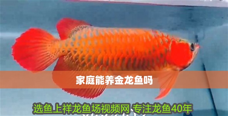 家庭能養(yǎng)金龍魚嗎