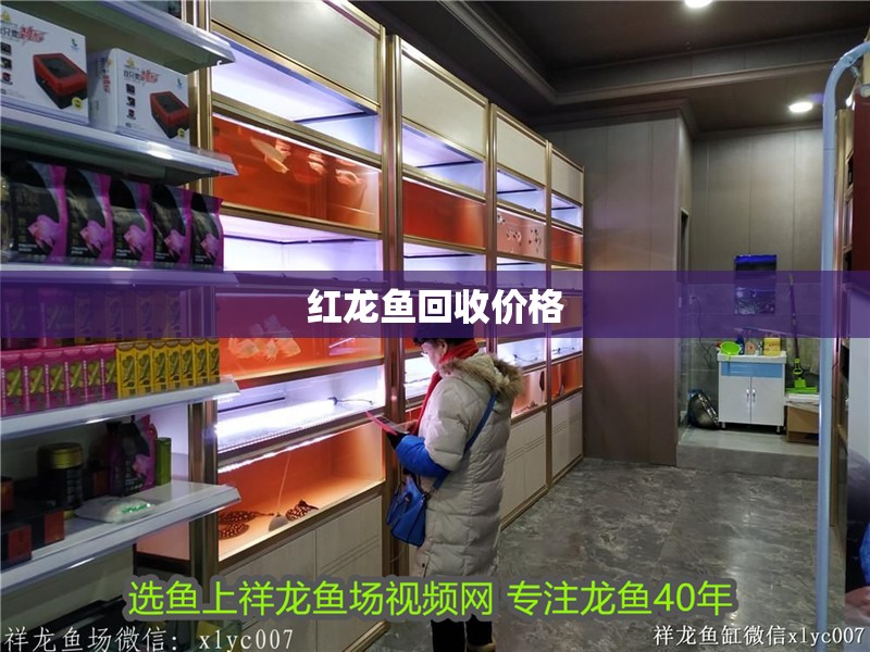 紅龍魚回收價格