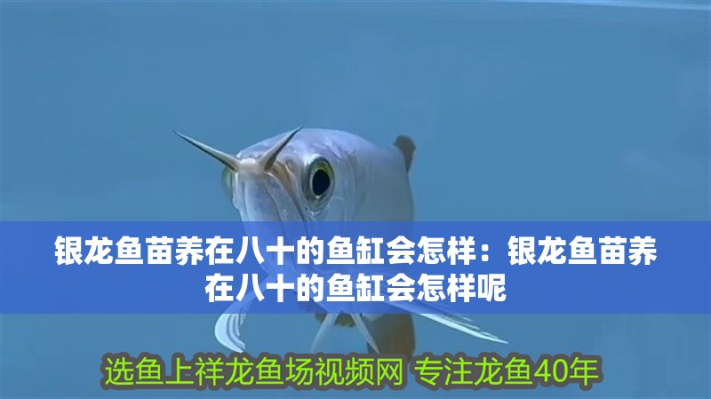 銀龍魚苗養(yǎng)在八十的魚缸會(huì)怎樣：銀龍魚苗養(yǎng)在八十的魚缸會(huì)怎樣呢