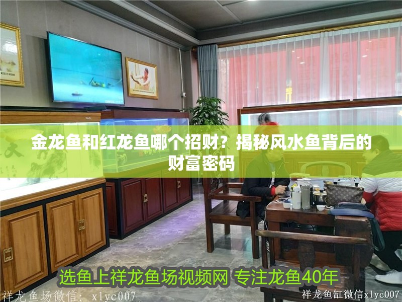 金龍魚和紅龍魚哪個招財？揭秘風水魚背后的財富密碼