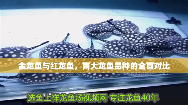 金龍魚與紅龍魚，兩大龍魚品種的全面對比
