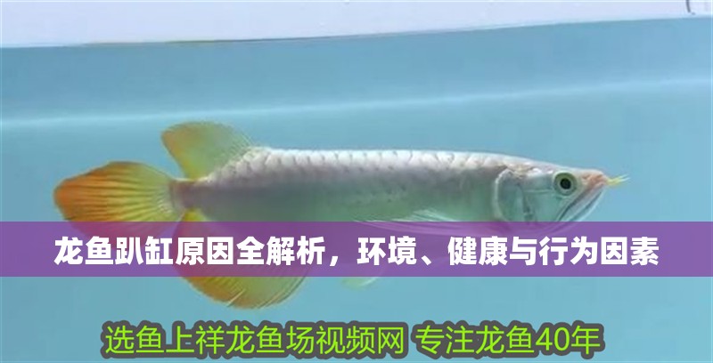 龍魚趴缸原因全解析，環境、健康與行為因素