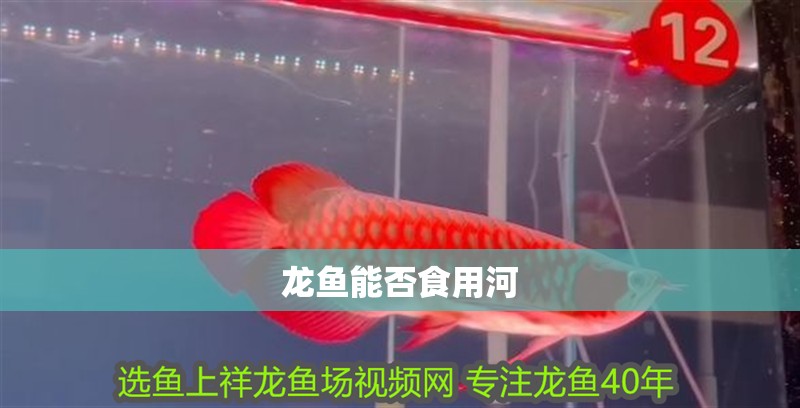 龍魚能否食用河