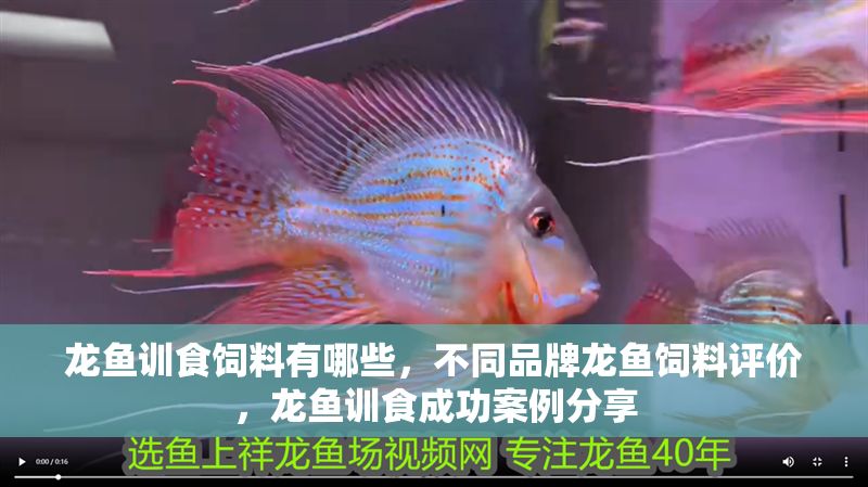 龍魚訓(xùn)食飼料有哪些，不同品牌龍魚飼料評(píng)價(jià)，龍魚訓(xùn)食成功案例分享