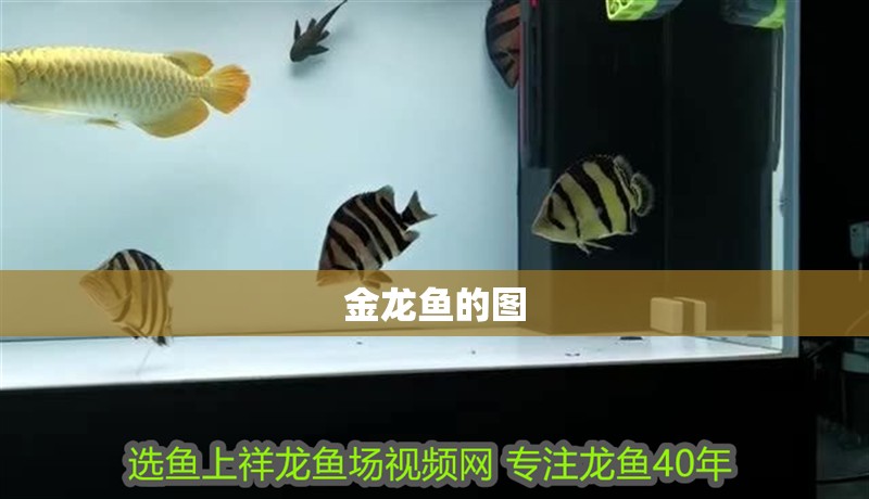 金龍魚的圖