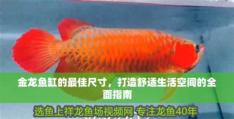 金龍魚缸的最佳尺寸，打造舒適生活空間的全面指南