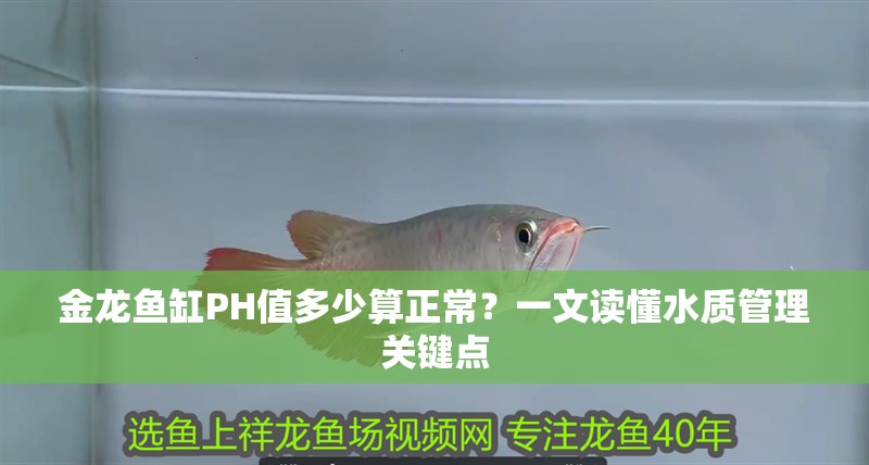 金龍魚缸PH值多少算正常？一文讀懂水質管理關鍵點