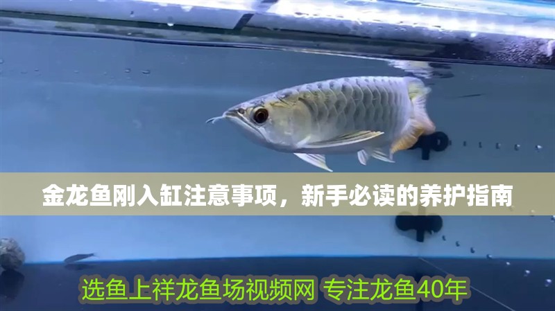 金龍魚剛入缸注意事項，新手必讀的養護指南