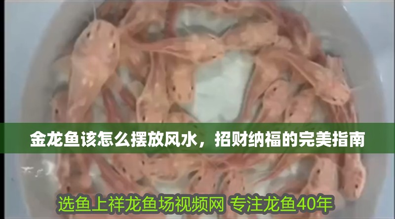 金龍魚該怎么擺放風水，招財納福的完美指南