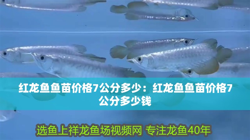 紅龍魚魚苗價格7公分多少：紅龍魚魚苗價格7公分多少錢