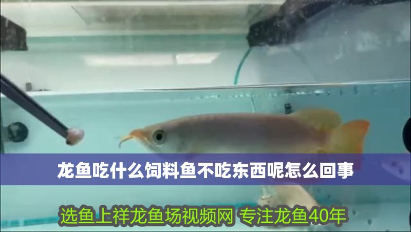 龍魚(yú)吃什么飼料魚(yú)不吃東西呢怎么回事