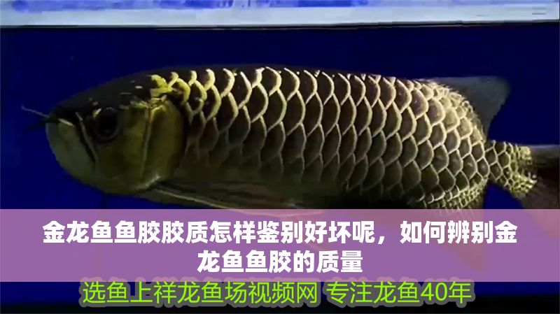 金龍魚魚膠膠質(zhì)怎樣鑒別好壞呢，如何辨別金龍魚魚膠的質(zhì)量