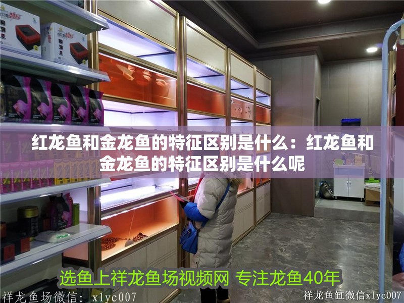 紅龍魚和金龍魚的特征區別是什么：紅龍魚和金龍魚的特征區別是什么呢