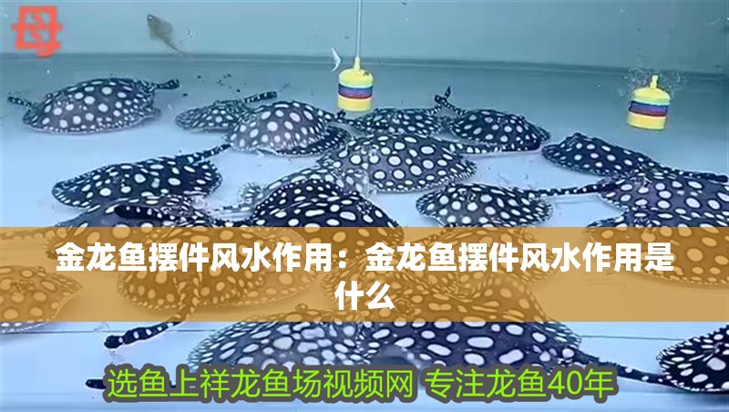 金龍魚擺件風(fēng)水作用：金龍魚擺件風(fēng)水作用是什么