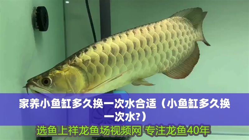 家養小魚缸多久換一次水合適（小魚缸多久換一次水?）