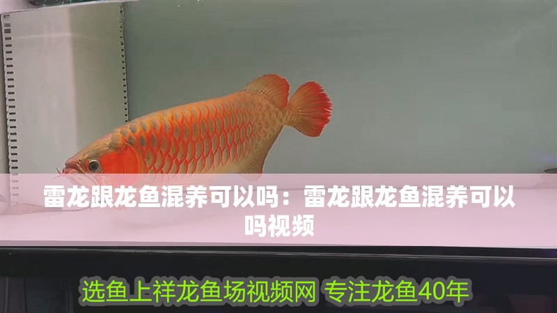 雷龍跟龍魚混養(yǎng)可以嗎：雷龍跟龍魚混養(yǎng)可以嗎視頻