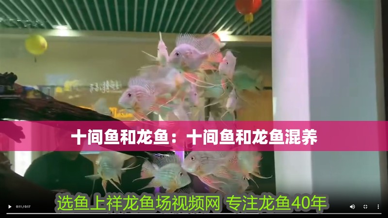 十間魚和龍魚：十間魚和龍魚混養(yǎng)