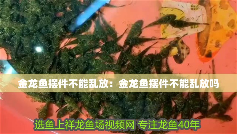 金龍魚擺件不能亂放:金龍魚擺件不能亂放嗎 龍魚百科 第2張 金龍魚擺件不能亂放:金龍魚擺件不能亂放嗎 金龍魚擺件不能亂放:金龍魚擺件不能亂放嗎 龍魚百科 第2張