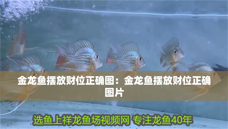 金龍魚擺放財(cái)位正確圖：金龍魚擺放財(cái)位正確圖片