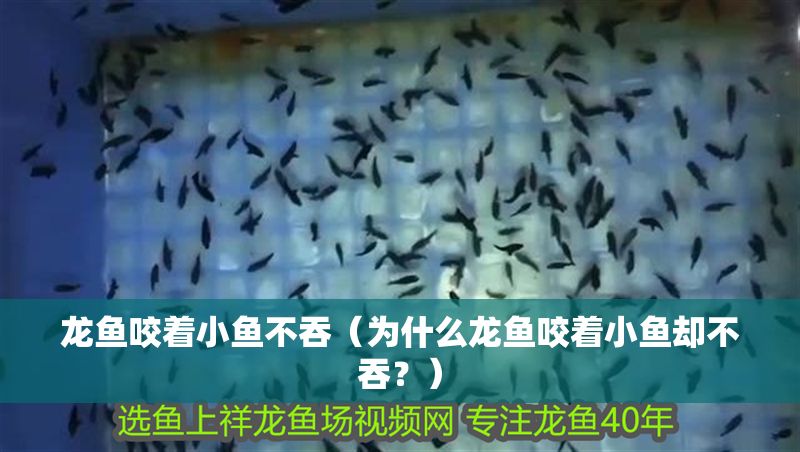 龍魚咬著小魚不吞（為什么龍魚咬著小魚卻不吞？）
