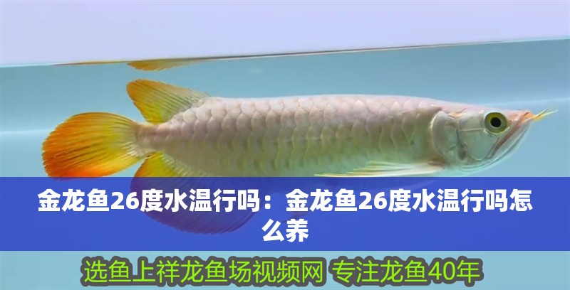 金龍魚26度水溫行嗎:金龍魚26度水溫行嗎怎么養
