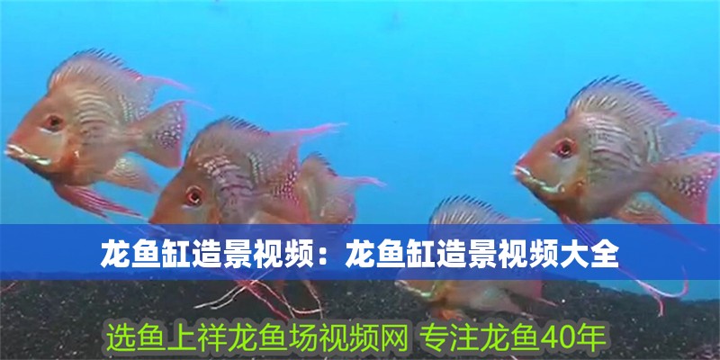 龍魚(yú)缸造景視頻:龍魚(yú)缸造景視頻大全