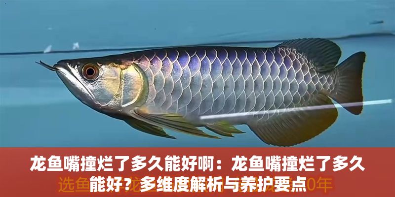 龍魚嘴撞爛了多久能好啊：龍魚嘴撞爛了多久能好？多維度解析與養護要點