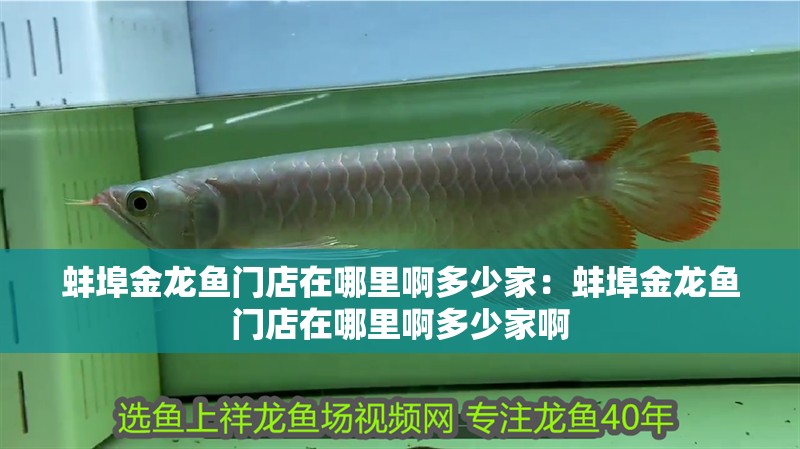 蚌埠金龍魚門店在哪里啊多少家：蚌埠金龍魚門店在哪里啊多少家啊