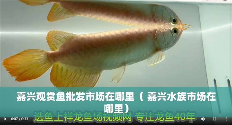 嘉興觀賞魚批發(fā)市場在哪里（ 嘉興水族市場在哪里）