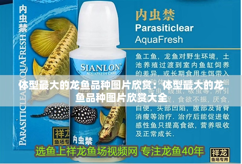 體型最大的龍魚品種圖片欣賞:體型最大的龍魚品種圖片欣賞大全