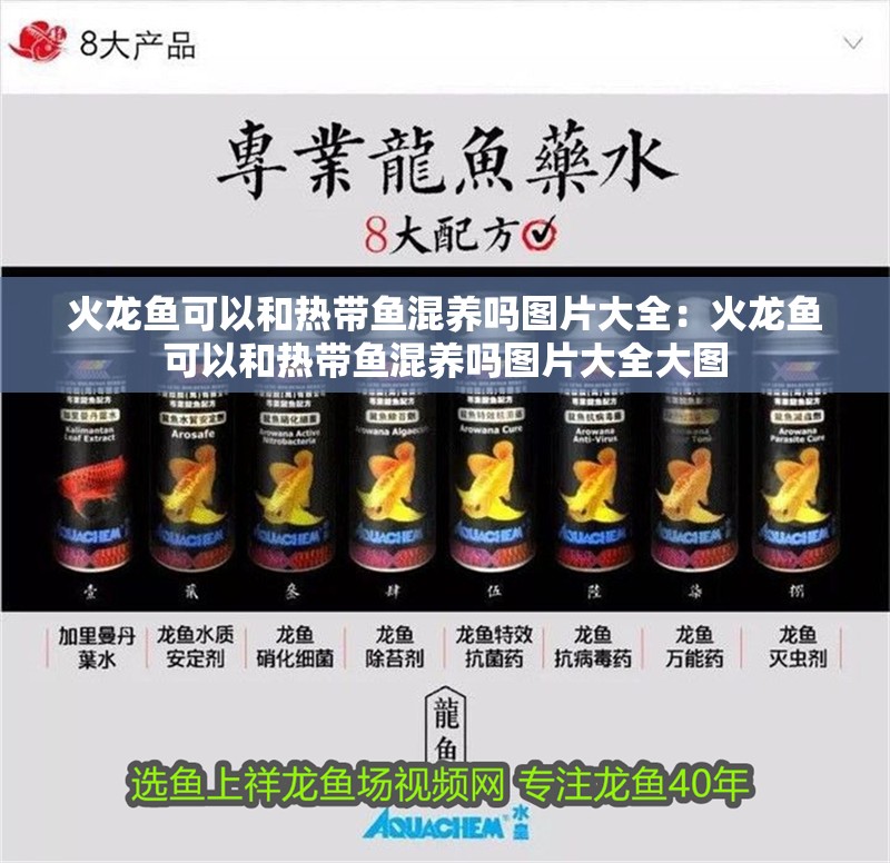 火龍魚可以和熱帶魚混養嗎圖片大全：火龍魚可以和熱帶魚混養嗎圖片大全大圖