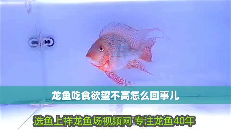 龍魚吃食欲望不高怎么回事兒