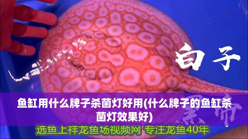 魚缸用什么牌子殺菌燈好用(什么牌子的魚缸殺菌燈效果好)