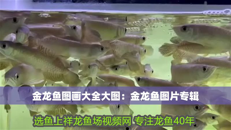 金龍魚圖畫大全大圖：金龍魚圖片專輯