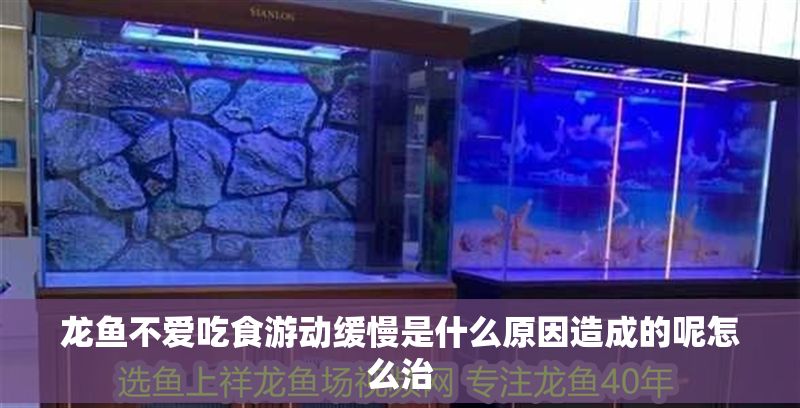 龍魚不愛吃食游動緩慢是什么原因造成的呢怎么治