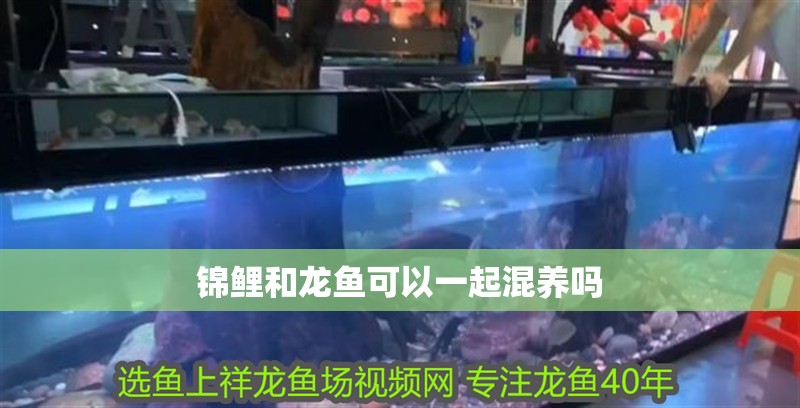 錦鯉和龍魚可以一起混養嗎