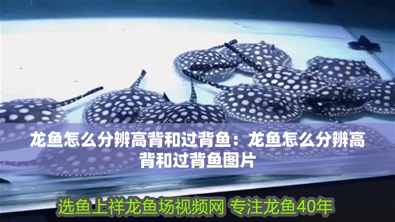 龍魚怎么分辨高背和過背魚：龍魚怎么分辨高背和過背魚圖片