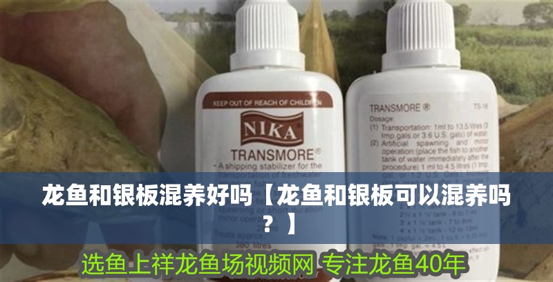 龍魚和銀板混養好嗎【龍魚和銀板可以混養嗎？】