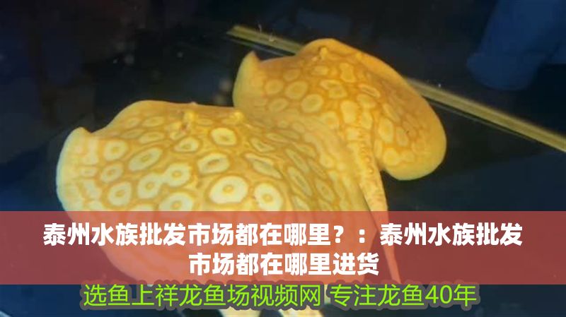 泰州水族批發(fā)市場都在哪里？：泰州水族批發(fā)市場都在哪里進貨