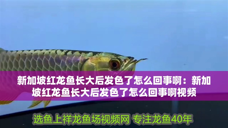 新加坡紅龍魚長大后發(fā)色了怎么回事啊：新加坡紅龍魚長大后發(fā)色了怎么回事啊視頻