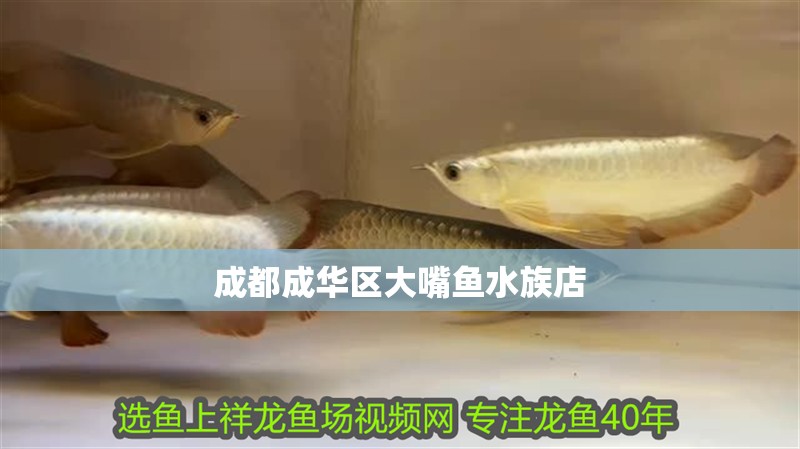 成都成華區大嘴魚水族店