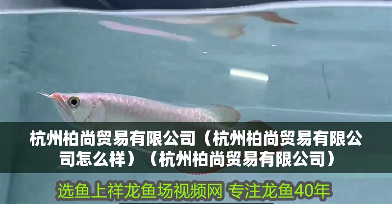 鸚鵡魚(yú)和銀龍魚(yú)混養(yǎng)怎樣喂食 杭州柏尚貿(mào)易有限公司(杭州柏尚貿(mào)易有限公司怎么樣)(杭州柏尚貿(mào)易有限公司) 全國(guó)水族館企業(yè)名錄 杭州柏尚貿(mào)易有限公司(杭州柏尚貿(mào)易有限公司怎么樣)(杭州柏尚貿(mào)易有限公司) 杭州柏尚貿(mào)易有限公司(杭州柏尚貿(mào)易有限公司怎么樣)(杭州柏尚貿(mào)易有限公司) 全國(guó)水族館企業(yè)名錄