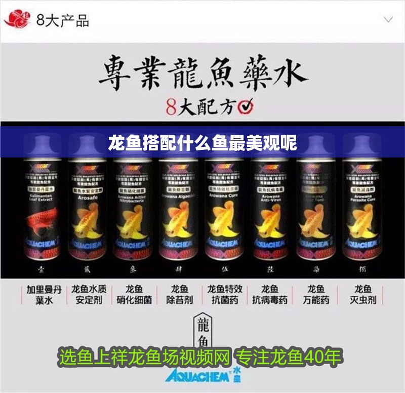龍魚搭配什么魚最美觀呢